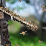 Ferme de La Nolphie Miel bio Dordogne Perigord Stage apiculture greffe taille