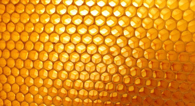 Ferme de La Nolphie Miel bio Dordogne Perigord Stage apiculture greffe taille