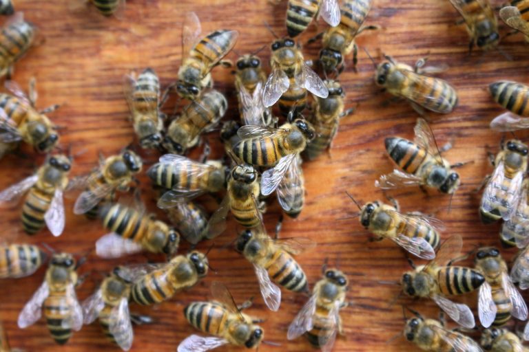 Ferme de La Nolphie Miel bio Dordogne Perigord Stage apiculture greffe taille