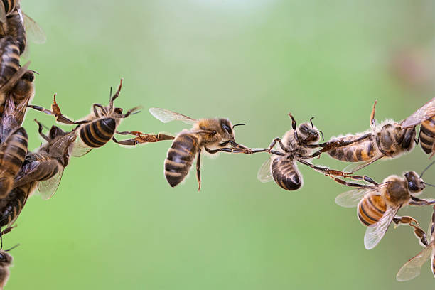 Ferme de La Nolphie Stage apiculture Miel fruits bio Dordogne