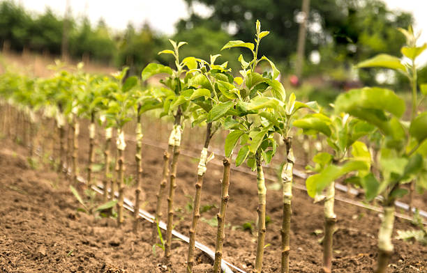 Pépinière Ferme de La Nolphie Fruits miel bio Stages Dordogne
