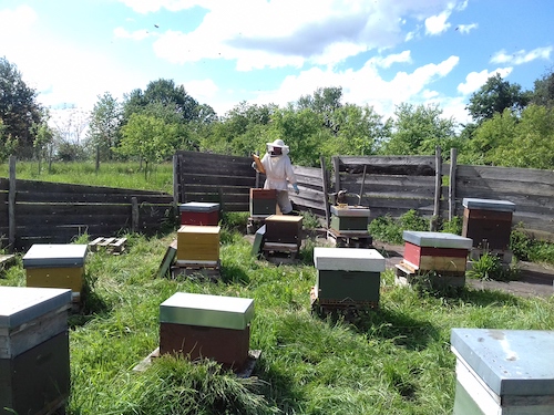 Rucher et apiculture Dordogne - Miel et fruits bio - Stage apiculture - Pépinière