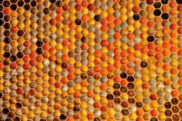 Rucher et apiculture Dordogne - Miel et fruits bio - Stage apiculture - Pépinière