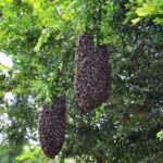Ferme de La Nolphie Miel bio Dordogne Perigord Stage apiculture greffe taille