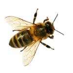 Ferme de La Nolphie Miel bio Dordogne Perigord Stage apiculture