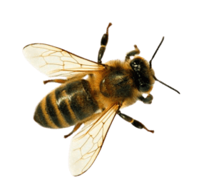 Ferme de La Nolphie Miel bio Dordogne Perigord Stage apiculture