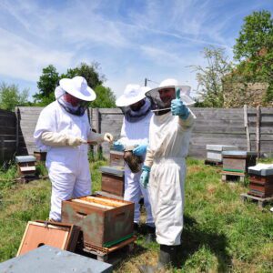 Ferme de La Nolphie Miel Bio Dordogne Stage apiculture Stage greffes taille Perigord vert